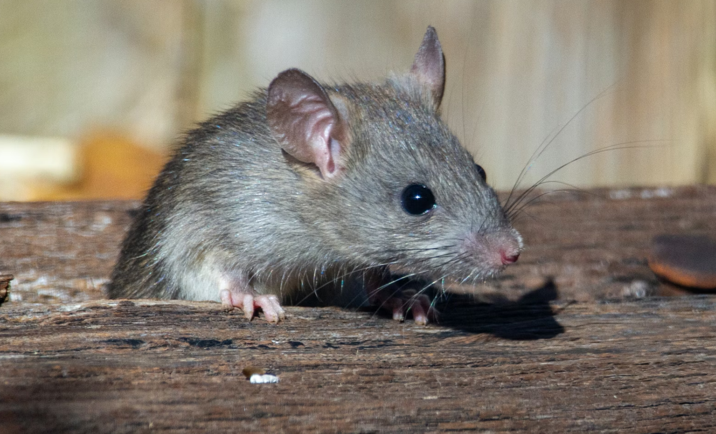 Hantavirus Sudah Masuk Indonesia: Cara Kerja, Gejala, dan Cara Mencegahnya