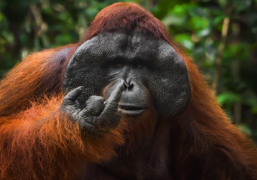 Foto Orangutan Jari Tengah Masuk Finalis Comedy Wildlife 2026, Gesturnya Murni Kebetulan